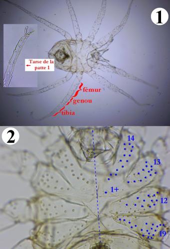 Erythracarus epigeus
